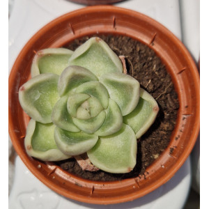 Suculenta Vaso 5