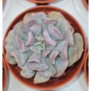 Suculenta Vaso 5