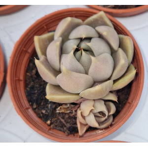 Suculenta Vaso 5