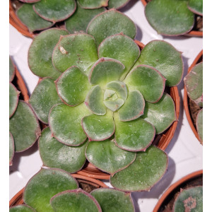 Suculenta Vaso 5