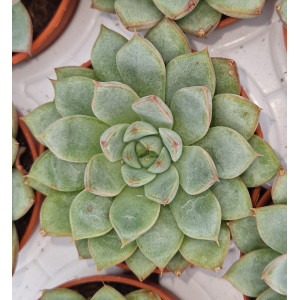 Suculenta Vaso 5
