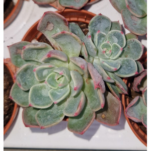 Suculenta Vaso 5