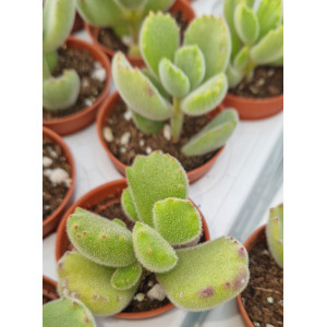 Suculenta Vaso 5