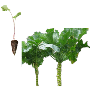 Galician Kale (cut)