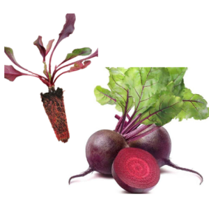 Beet
