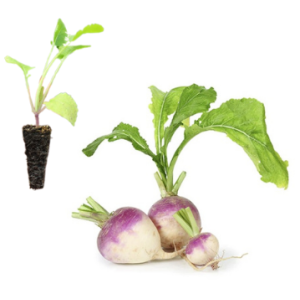Turnip