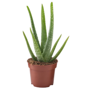 Aloe Vera - Vaso 10