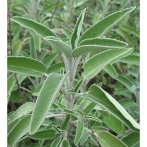 copy of Rue
