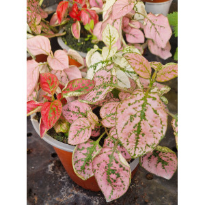 Hypoestes VASO