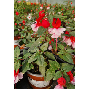 fuchsias gemengd