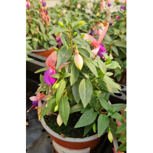 fuchsias gemengd