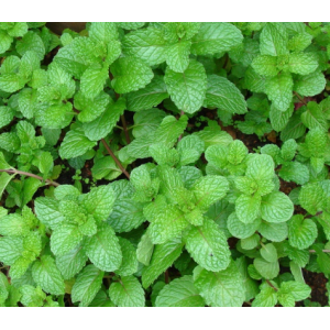 Menta