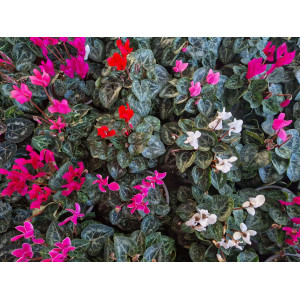 Cyclamen