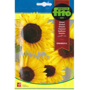 Sementes de Girassol...