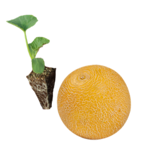 Melón galia
