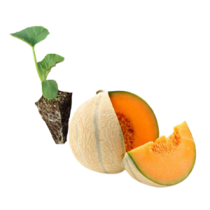 Melón Naranja