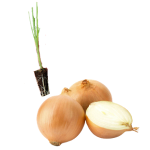 Onion