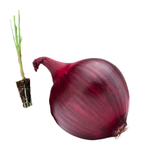 Cebolla morada