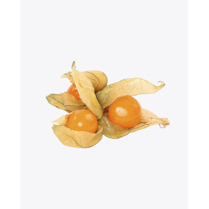 Physalis