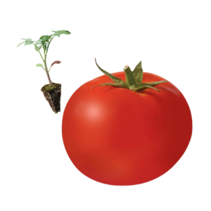 Grafted Round Tomato