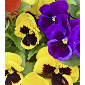 Flor de pensamiento