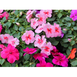 Maria sem Vergonha...