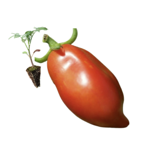 Chucha Tomato