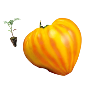 Tomate Coração de Boi Laranja