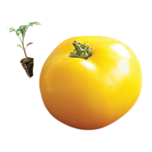 Tomate Redondo Amarillo