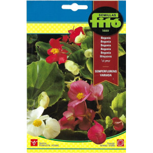 🌸 Sementes de Begónia...