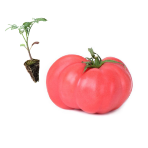 Tomate Rosa