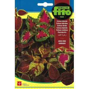 Rainbow Hybrid Coleus Seeds...