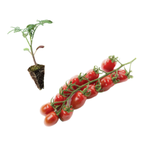 Cherry Chucha Tomato