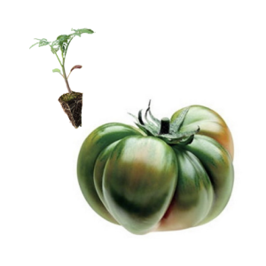 Raf Tomato