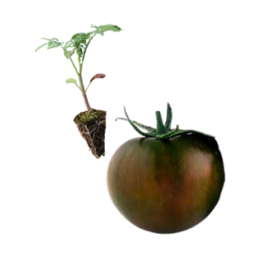 Black Round Tomato