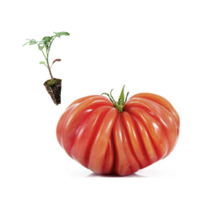 Tomate Coração de Bói...