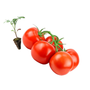 Manojo de tomates injertado