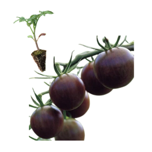 Tomate Cereja Preto