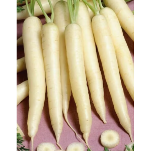 Zanahoria Blanca