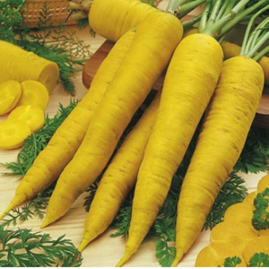 Cenoura Amarela