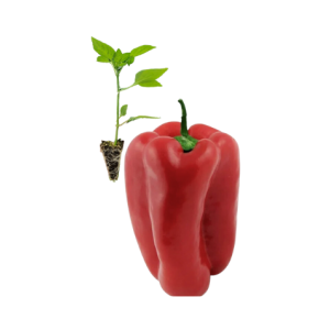 Pimento Vermelho