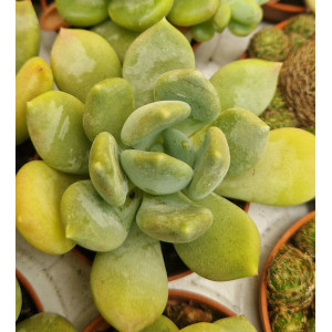 Suculenta - 5