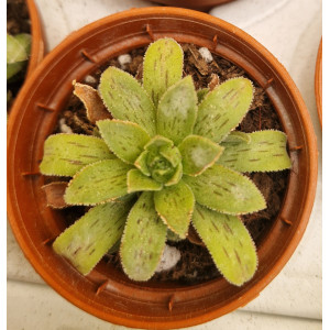 🌵 Suculenta Vaso 5