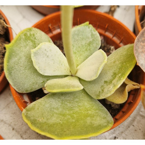 Succulent - 5