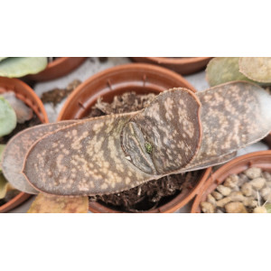 Suculenta - 5