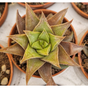 Succulent - 5