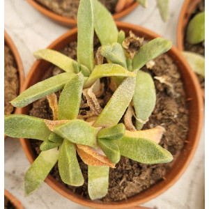 Suculenta - 5