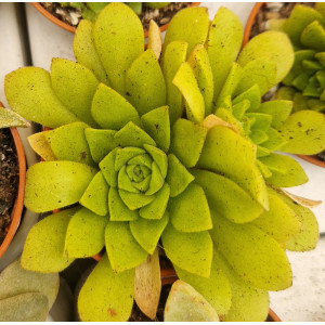 🌵 Suculenta Vaso 5