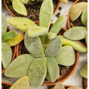 Suculenta - 5