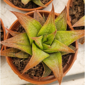 🌵 Suculenta Vaso 5